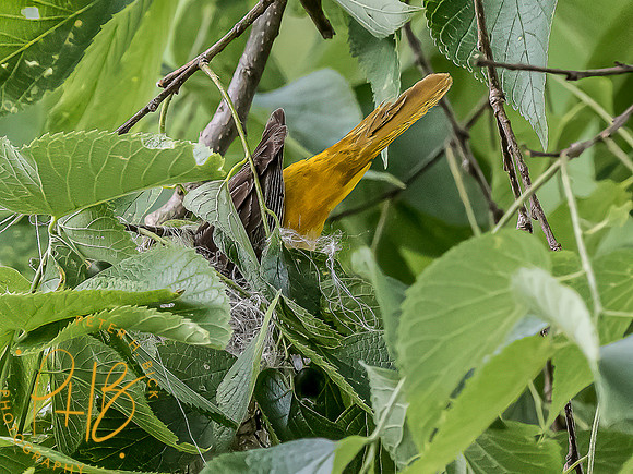 -Indiana Birds and Wildlife 2022 5932-Edit-Edit