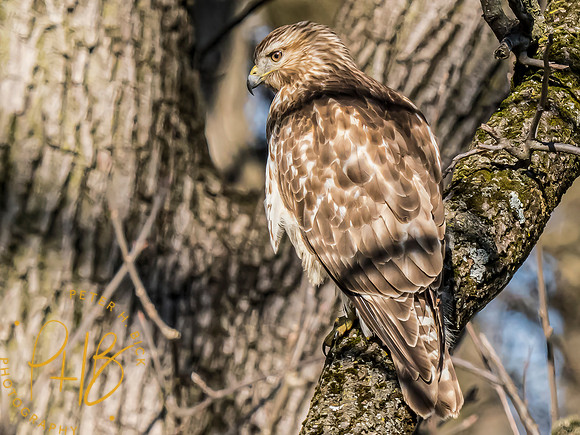 Indiana Birds and Wildlife 2024 2107-Edit