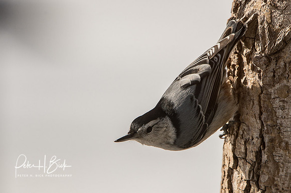 Zionsville Birds 2015 0237