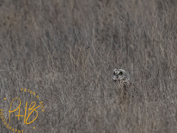 Indiana Birds and Wildlife 2024 1780-Edit
