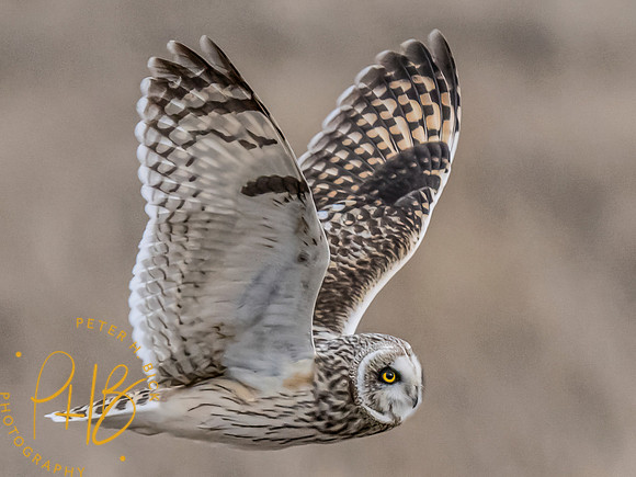 Indiana Birds and Wildlife 2024 1574-Edit
