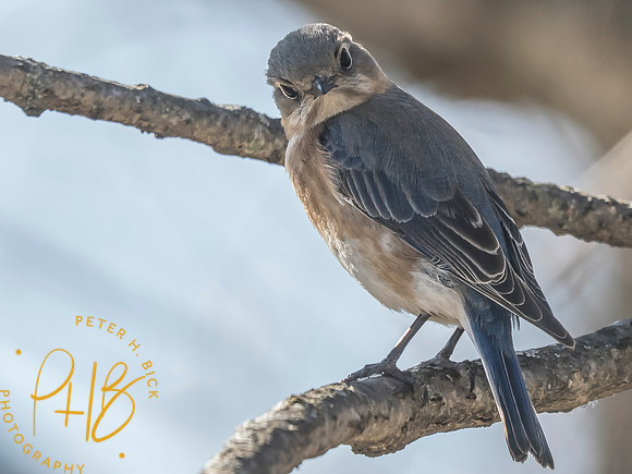 Indiana Birds and Wildlife 2025 3313-Edit