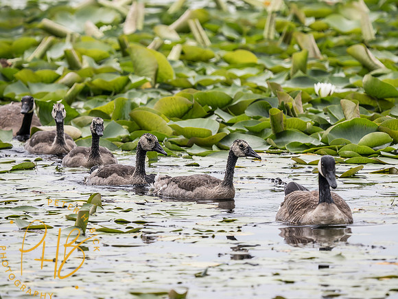 Indiana Birds and Wildlife 2025 7109-Edit
