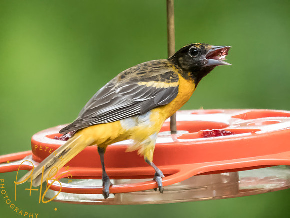 Indiana Birds and Wildlife 2025 7705-Edit
