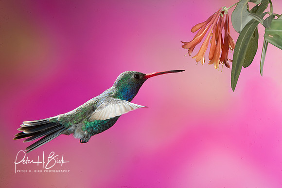 Broad-Billed Hummingbird 1571-Edit