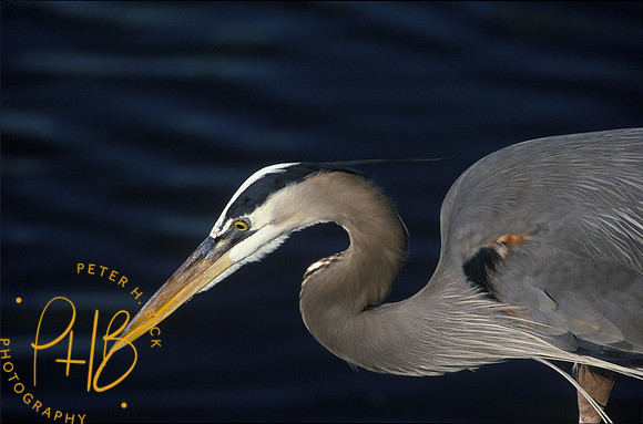 GB Heron EG 90-2
