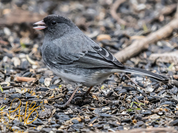 Indiana Birds and Wildlife 2024 0870-Edit
