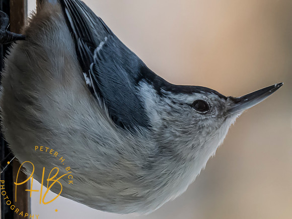 Indiana Birds and Wildlife 2024 0702-Edit