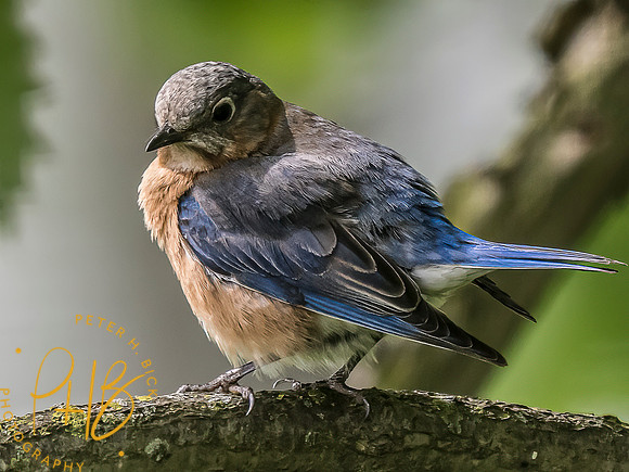 -Indiana Birds and Wildlife 2022 4896-Edit-Edit