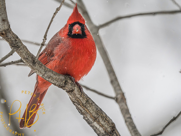 Indiana Birds and Wildlife 2025 0417-Edit