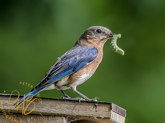 -Indiana Birds and Wildlife 2022 6987-Edit-Edit