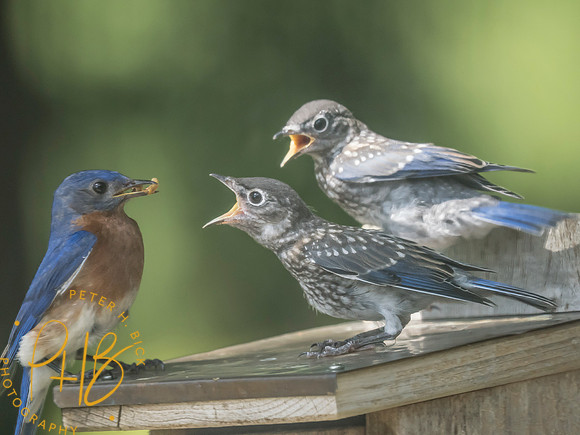 Indiana Birds and Wildlife 2025 7852-Edit