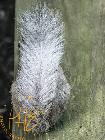Indiana Birds and Wildlife 2025 7549-Edit