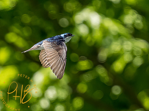 -Indiana Birds and Wildlife 2022 4696-Edit-Edit