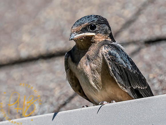 -Indiana Birds and Wildlife 2022 6328-Edit-Edit