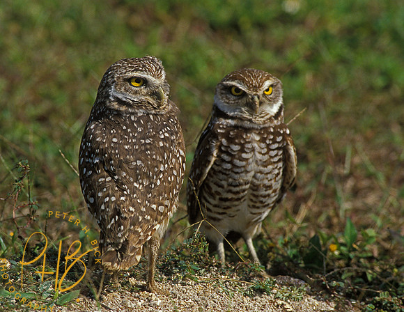 B Owl EG 92-5p