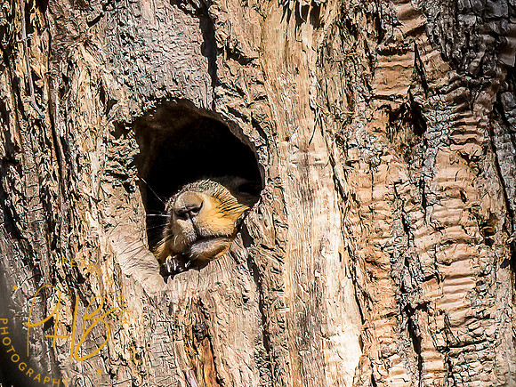 -Indiana Birds and Wildlife 2022 2842-Edit-Edit