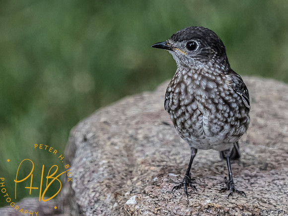 -Indiana Birds and Wildlife 2021 9780-Edit