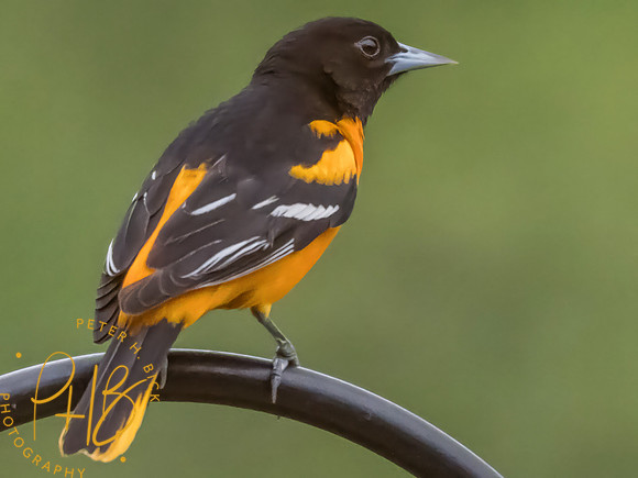Indiana Birds and Wildlife 2025 5045-Edit