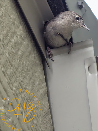 Indiana Birds and Wildlife 2025 6842-Edit