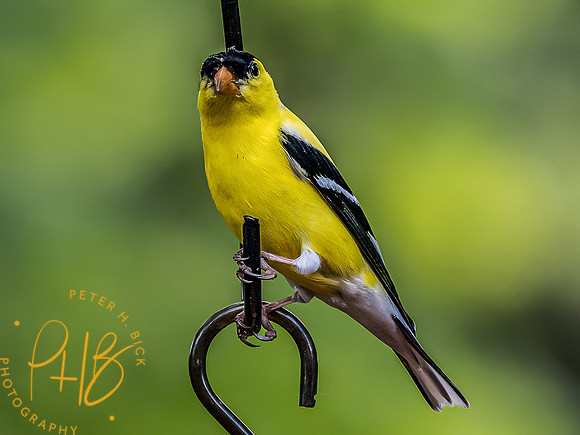 -Indiana Birds and Wildlife 2022 5117-Edit-Edit