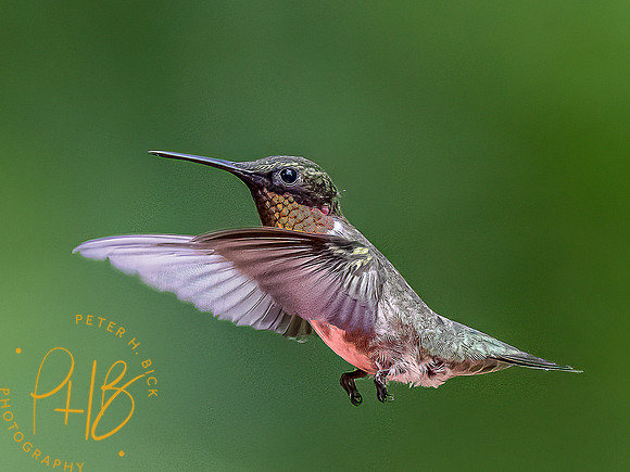 -Indiana Birds and Wildlife 2022 6150-Edit-Edit