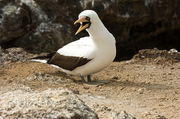 Galapagos 11-07 1079