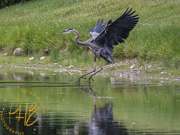 -Indiana Birds and Wildlife 2022 7071-Edit-Edit