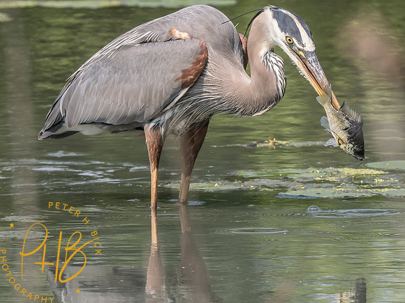 Indiana Birds and Wildlife 2025 6802-Edit