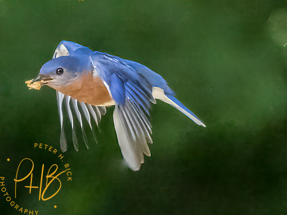 Indiana Birds and Wildlife 2025 7749-Edit-Edit