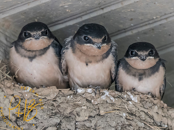 Indiana Birds and Wildlife 2025 7392-Edit
