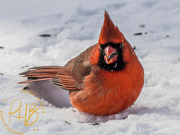 Indiana Birds and Wildlife 2024 0589-Edit