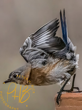 Indiana Birds and Wildlife 2025 1950-Edit-topaz-focus