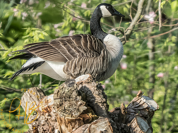 Indiana Birds and Wildlife 2025 6107-Edit-Edit
