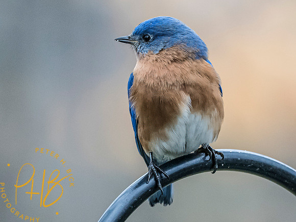 Indiana Birds and Wildlife 2024 0837-Edit