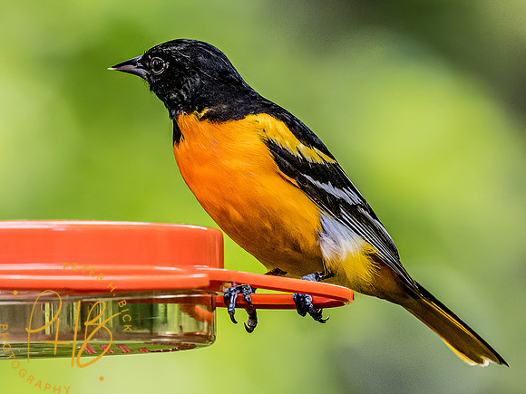 -Indiana Birds and Wildlife 2022 5131-Edit-Edit