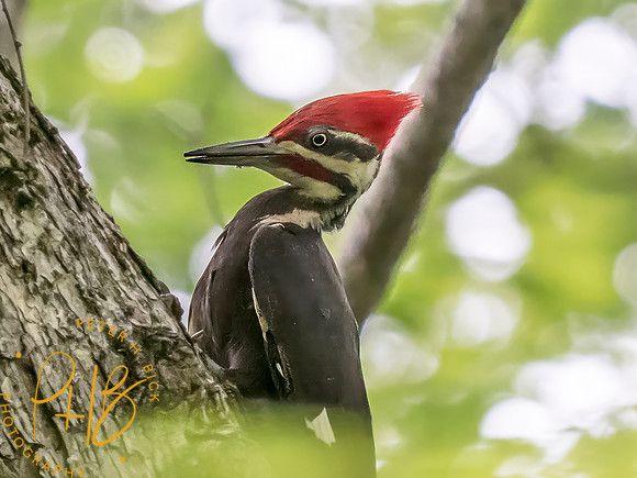 Indiana Birds and Wildlife 2025 6963-Edit-Edit