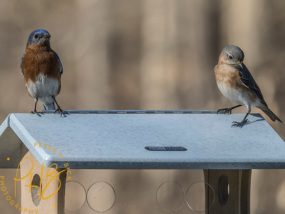 Indiana Birds and Wildlife 2025 3394-Edit