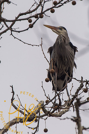 Indy Heron Rookery 2014 0053