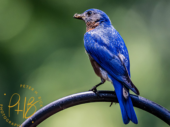 -Indiana Birds and Wildlife 2022 6231-Edit-Edit