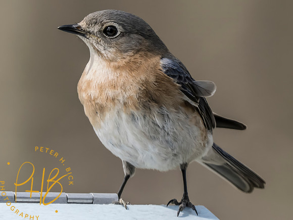 Indiana Birds and Wildlife 2025 4280-Edit