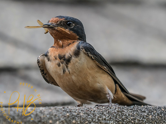 Indiana Birds and Wildlife 2025 7041-Edit