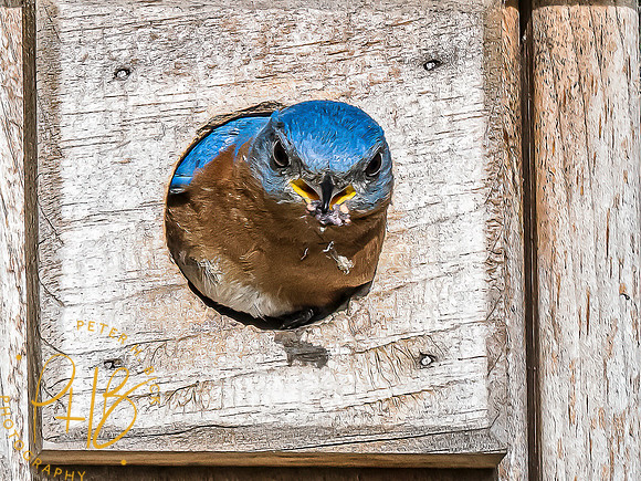 -Indiana Birds and Wildlife 2022 6877-Edit-Edit