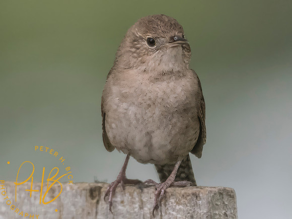 Indiana Birds and Wildlife 2025 6357-Edit