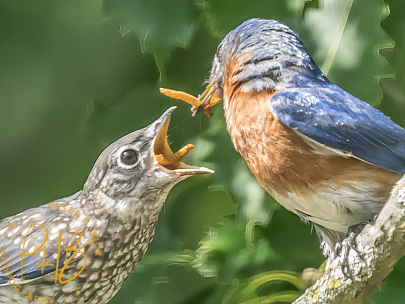 Indiana Birds and Wildlife 2025 7794-Edit-Edit