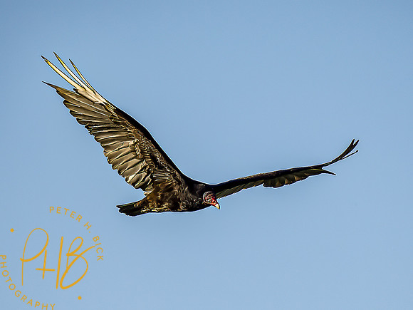 -Indiana Birds and Wildlife 2022 6278-Edit-Edit