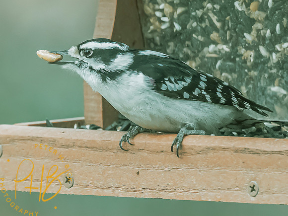 Indiana Birds and Wildlife 2025 0009-Edit