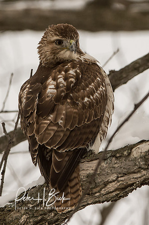 Zionsville Birds 2015 0174