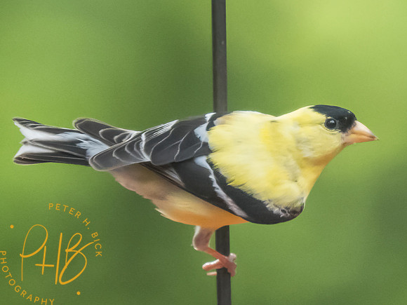 Indiana Birds and Wildlife 2025 8101-Edit