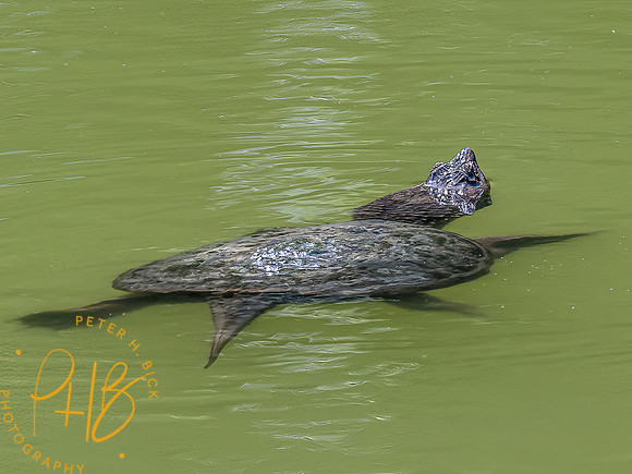 -Indiana Birds and Wildlife 2022 6735-Edit-Edit